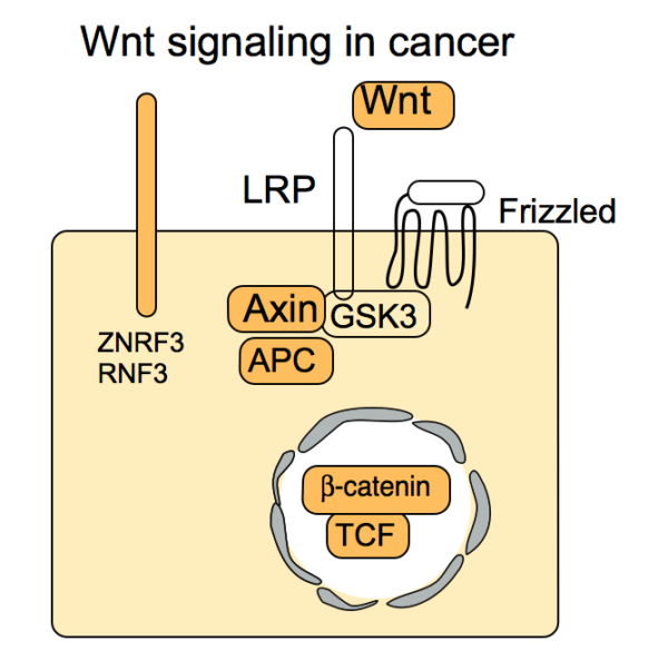 Wnt Signaling In Cancer The Nusse Lab Stanford University