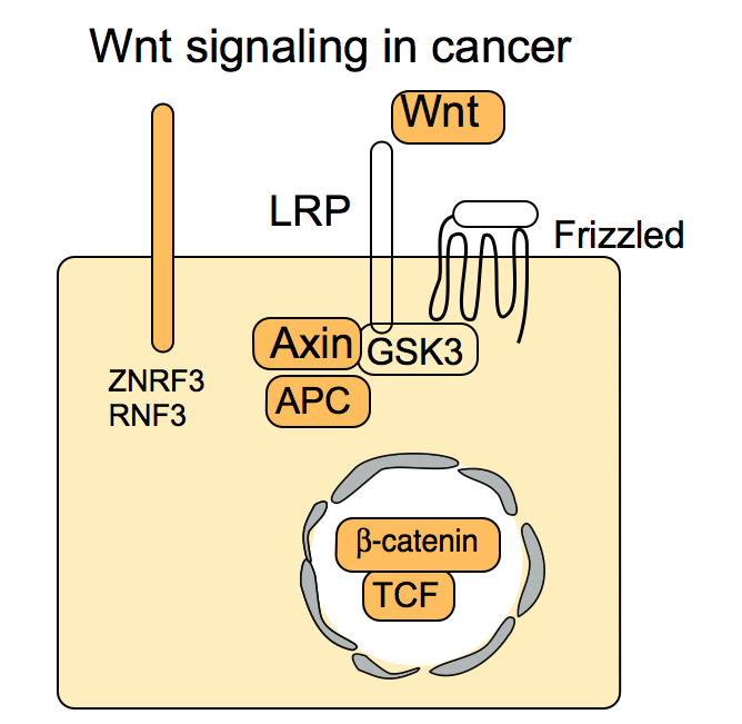 Wnt signaling in Cancer